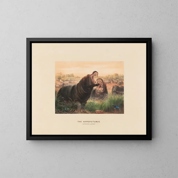 L'Hippopotame - Joseph Wolf — framed artwork on a wall