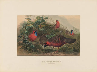 The Horned Tragopan - Joseph Wolf — artwork view