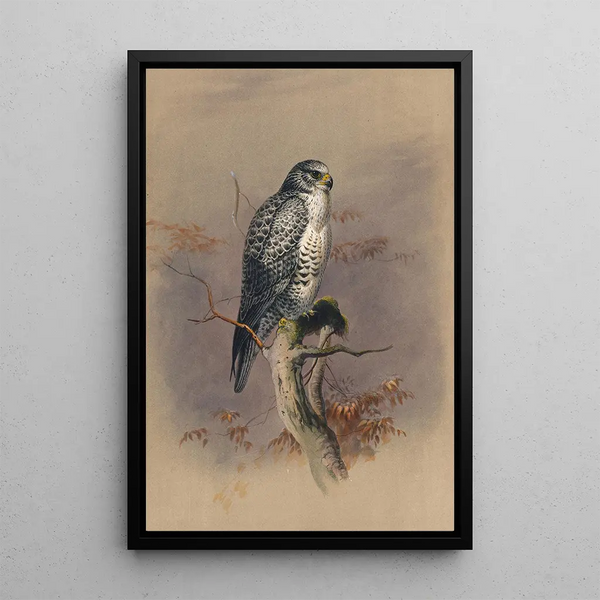The Icelandic Falcon - Joseph Wolf — framed artwork on a wall