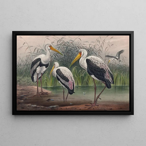 The Indian Tantalus - Joseph Wolf — framed artwork on a wall