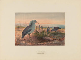 Le Kagu - Joseph Wolf — artwork view