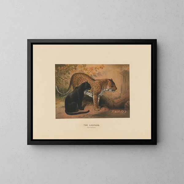 The Leopard - Joseph Wolf — framed artwork on a wall