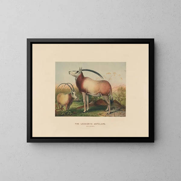 L'antilope leucoryx - Joseph Wolf — framed artwork on a wall