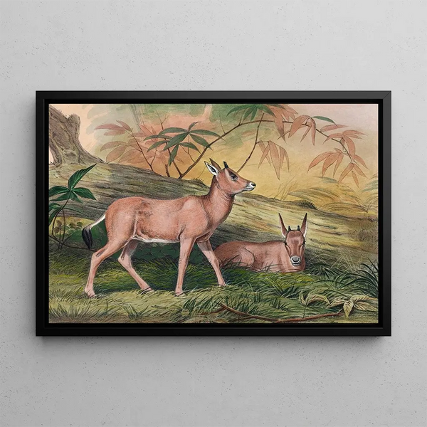 Le Leucoryx - Joseph Wolf — framed artwork on a wall
