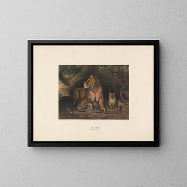 The Lion - Joseph Wolf — framed artwork on a wall