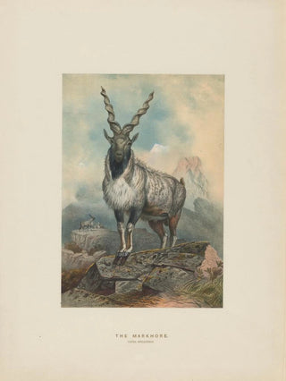 Joseph Wolf - The Markhore.webp
