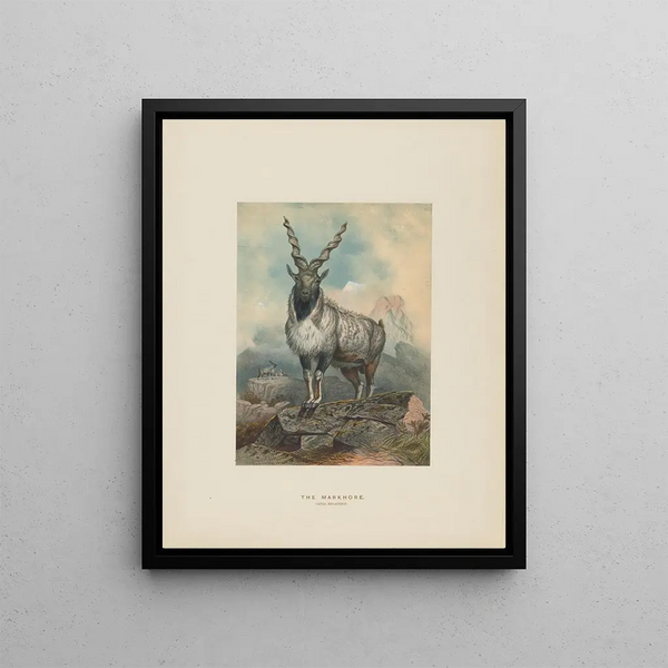 Le Markhore - Joseph Wolf — framed artwork on a wall