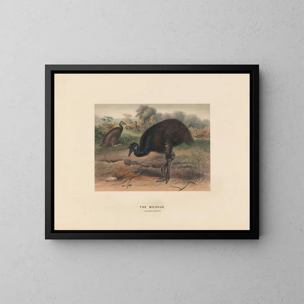 Le Mooruk - Joseph Wolf — framed artwork on a wall
