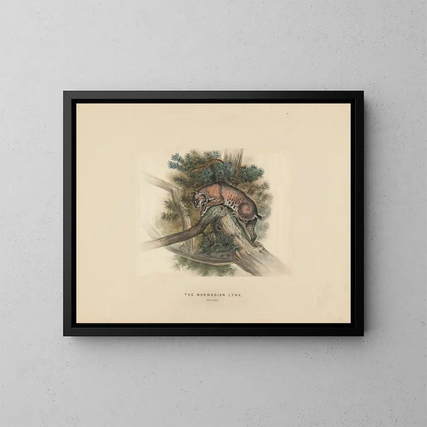 The Norwegian Lynx - Joseph Wolf — framed artwork on a wall