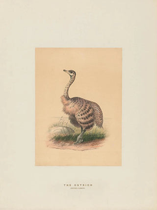 Joseph Wolf - The Ostrich.webp