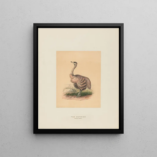 Joseph Wolf - The Ostrich.webp