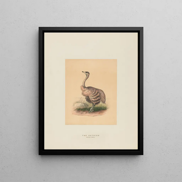 L'autruche - Joseph Wolf — framed artwork on a wall