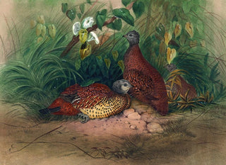 The pheasant painted - Joseph Wolf — artwork view