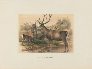 The Persian Deer - Joseph Wolf — artwork view