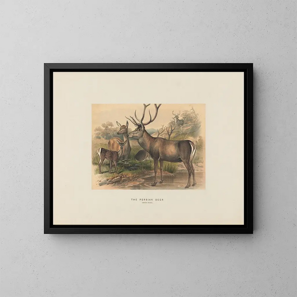 The Persian Deer - Joseph Wolf — framed artwork on a wall
