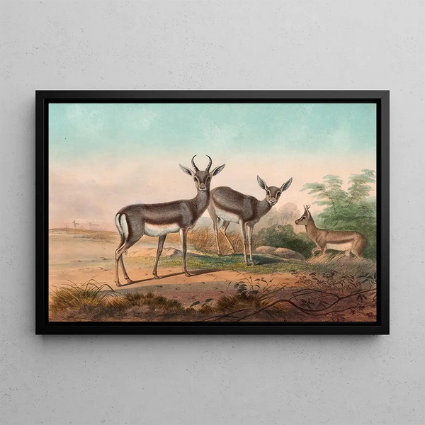 The Persian Gazelle - Joseph Wolf — framed artwork on a wall