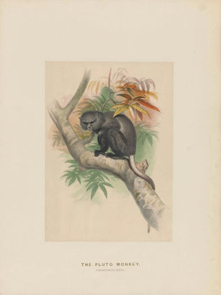 Joseph Wolf - The Pluto Monkey.webp