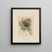 The Pluto Monkey - Joseph Wolf — framed artwork on a wall