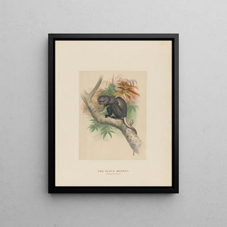 Joseph Wolf - The Pluto Monkey.webp