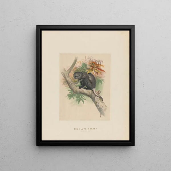 The Pluto Monkey - Joseph Wolf — framed artwork on a wall