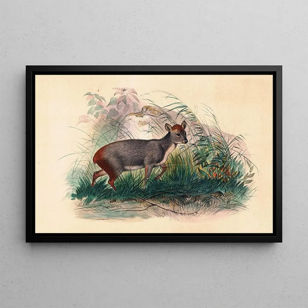 The Pudu Deer - Joseph Wolf — framed artwork on a wall