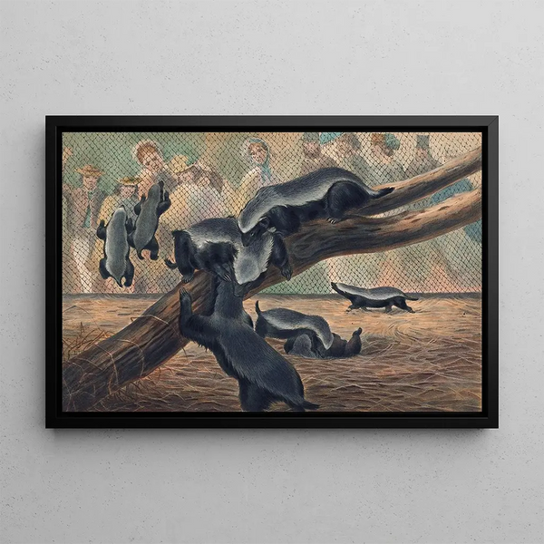 Les ratels - Joseph Wolf — framed artwork on a wall