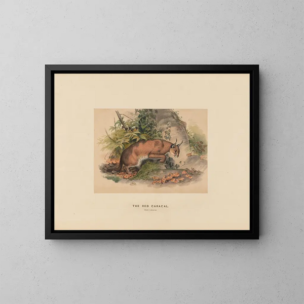 The Red Caracal - Joseph Wolf — framed artwork on a wall