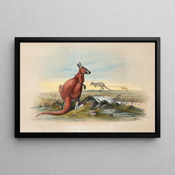 The Red Kangaroo - Joseph Wolf — framed artwork on a wall