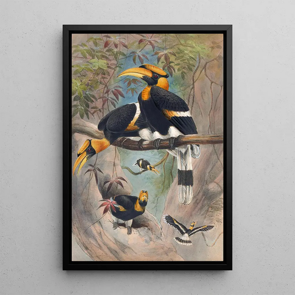 Le Calao rhinocéros - Joseph Wolf — framed artwork on a wall