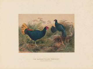 The rufous-tailed pheasant - Joseph Wolf — artwork view