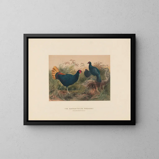 The rufous-tailed pheasant - Joseph Wolf — framed artwork on a wall