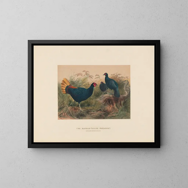The rufous-tailed pheasant - Joseph Wolf — framed artwork on a wall