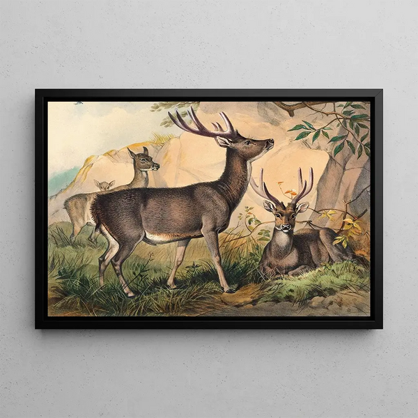 The Rusa Deer - Joseph Wolf — framed artwork on a wall