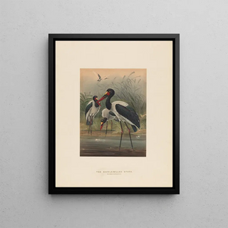 Joseph Wolf - The Saddlebilled Stork.webp