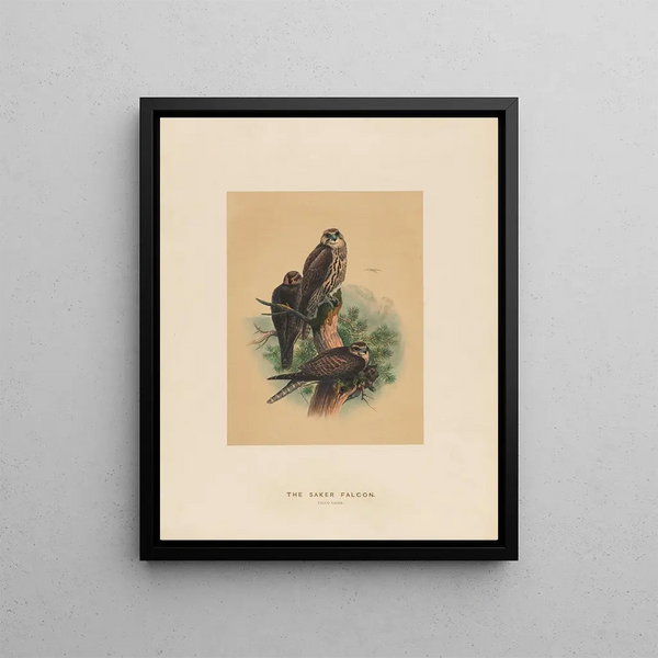 The Sacred Falcon - Joseph Wolf — framed artwork on a wall