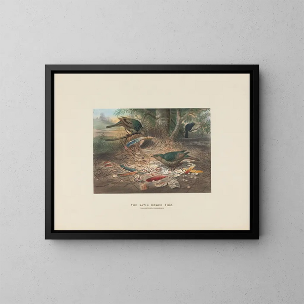 the Satin Cuckoo-roller - Joseph Wolf — framed artwork on a wall
