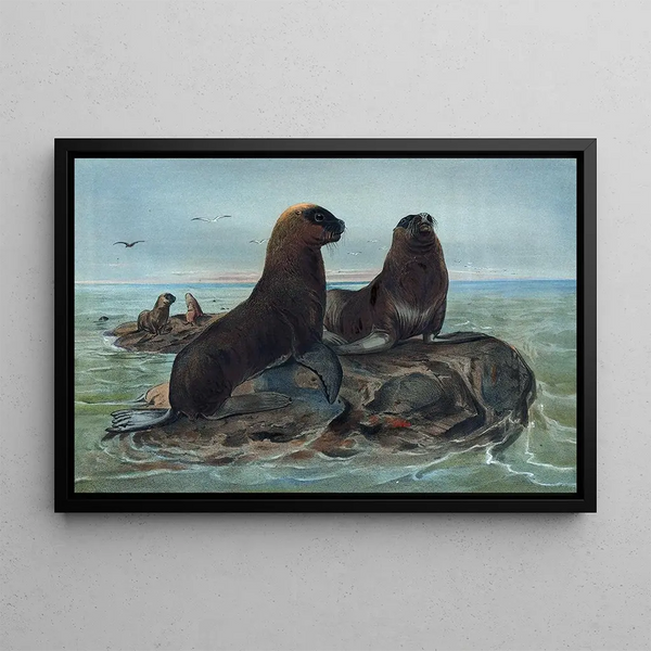 L'Ours de mer - Joseph Wolf — framed artwork on a wall