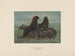 L'ours de mer - Joseph Wolf — artwork view