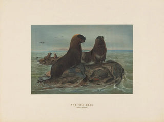 L'ours de mer - Joseph Wolf — artwork view