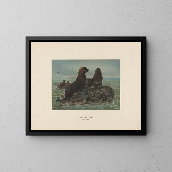 L'ours de mer - Joseph Wolf — framed artwork on a wall