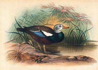 The protected duck - Joseph Wolf — artwork view