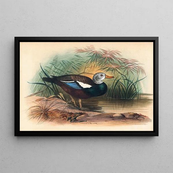 The protected duck - Joseph Wolf — framed artwork on a wall