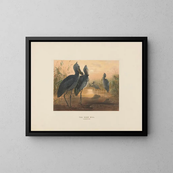 Le bec-en-sabot - Joseph Wolf — framed artwork on a wall