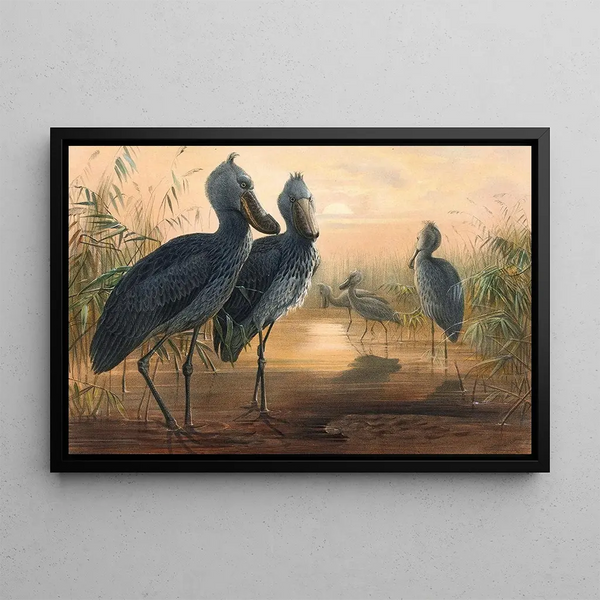 Le Bec-en-sabot - Joseph Wolf — framed artwork on a wall