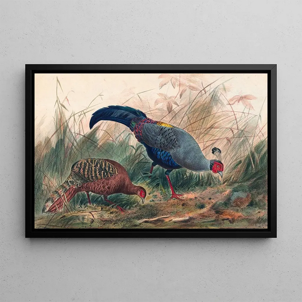 The Siamese Pheasant - Joseph Wolf — framed artwork on a wall