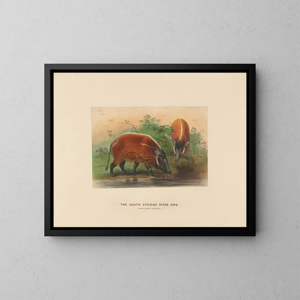 the South African warthog - Joseph Wolf — framed artwork on a wall