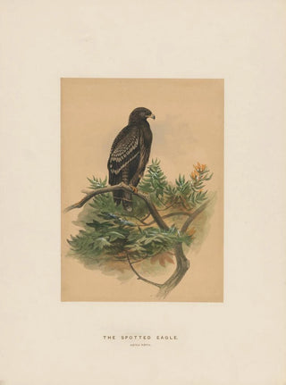 Joseph Wolf - The Spotted Eagle.webp