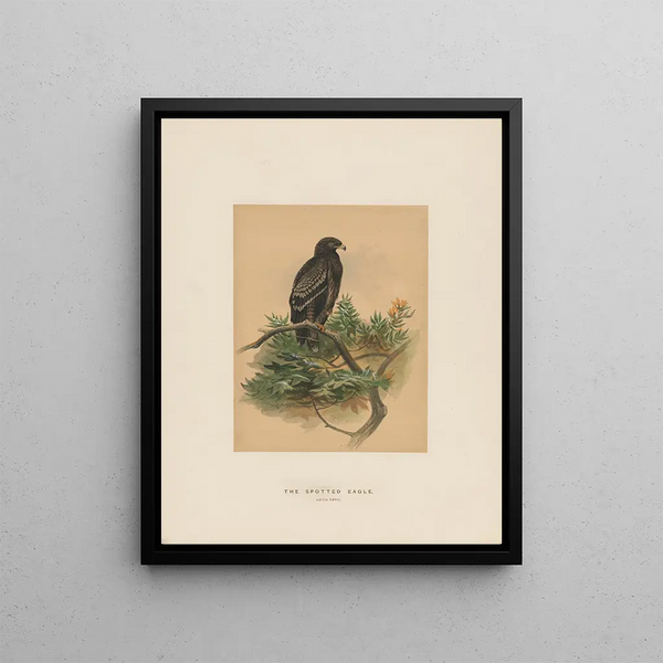 L'aigle tacheté - Joseph Wolf — framed artwork on a wall