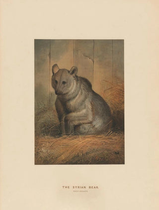 Joseph Wolf - The Syrian Bear.webp