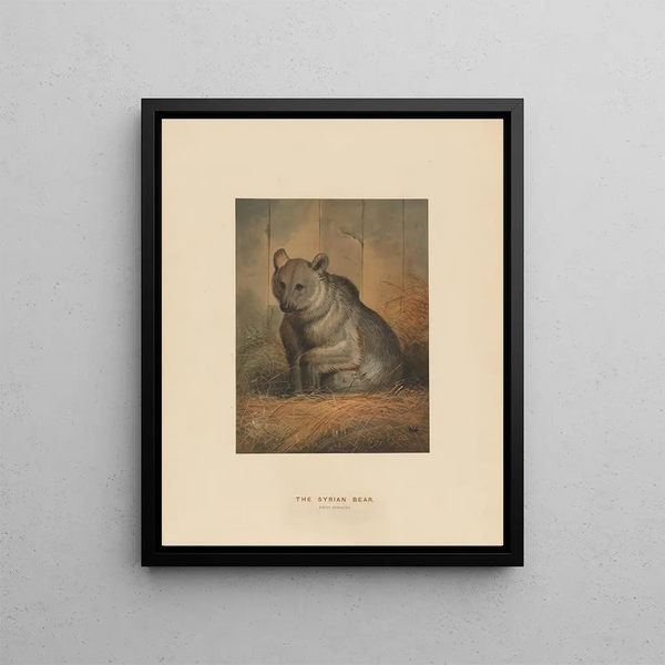 L'ours syrien - Joseph Wolf — framed artwork on a wall
